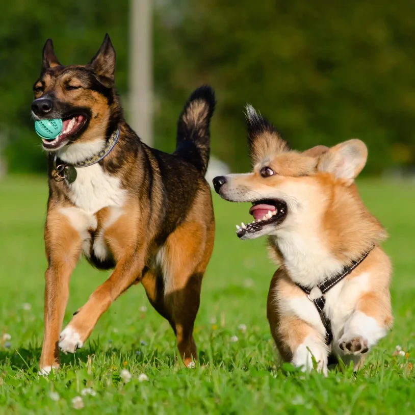 Vacation on the Mendocino Pet Friendly Hotel