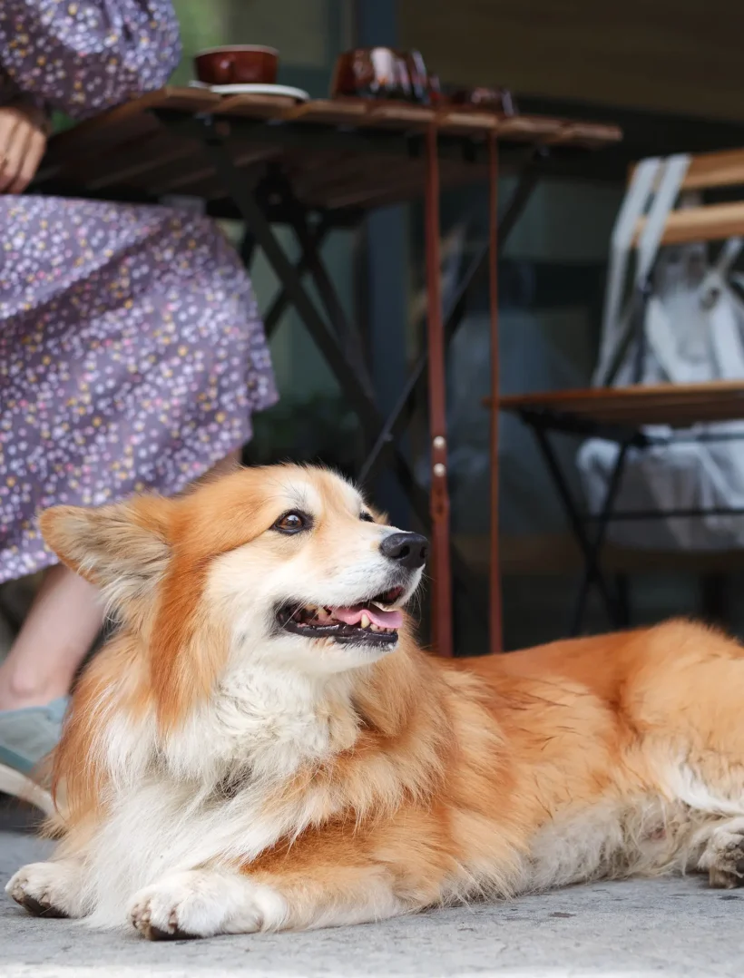 Corgi lounging outside at a pet-friendly Mendocino café