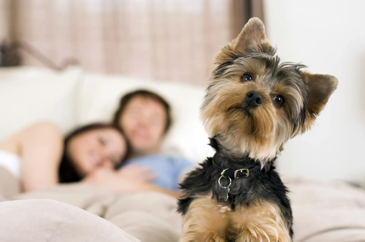 Small dog relaxing on bed in seaside accommodations in Mendocino
