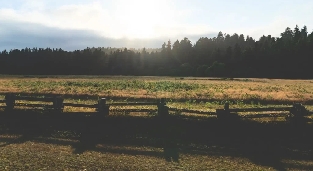 Golden sunrise over Mendocino Coast meadow and forest