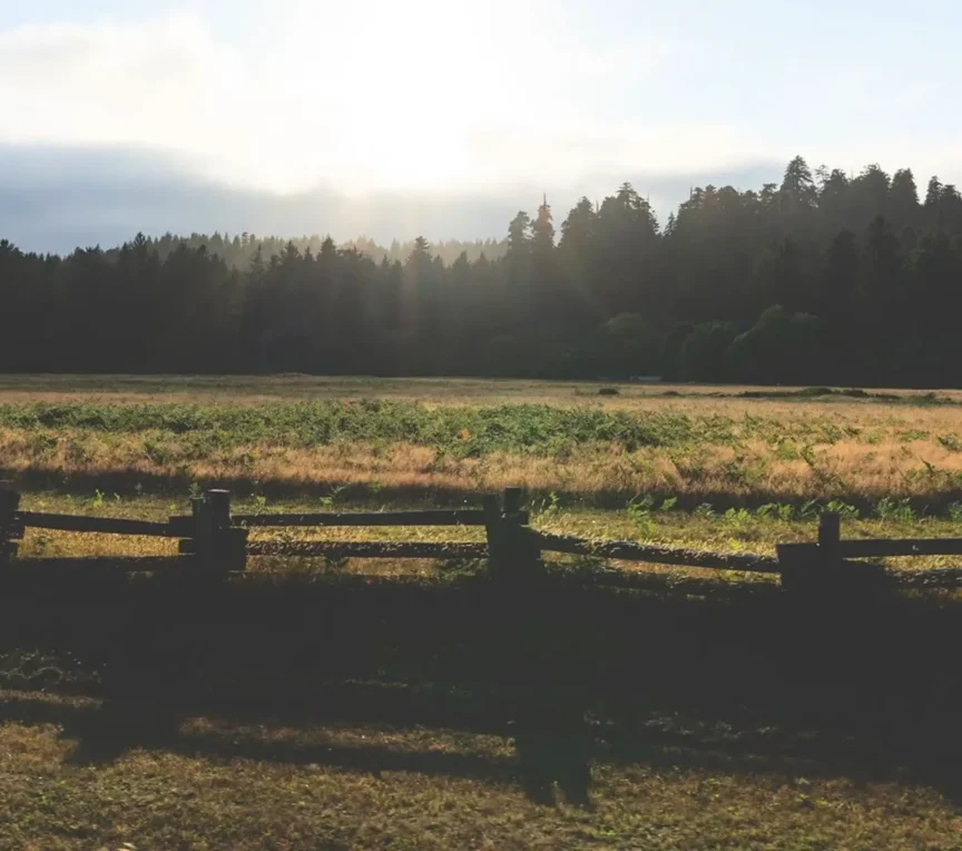 Golden sunrise over Mendocino Coast meadow and forest