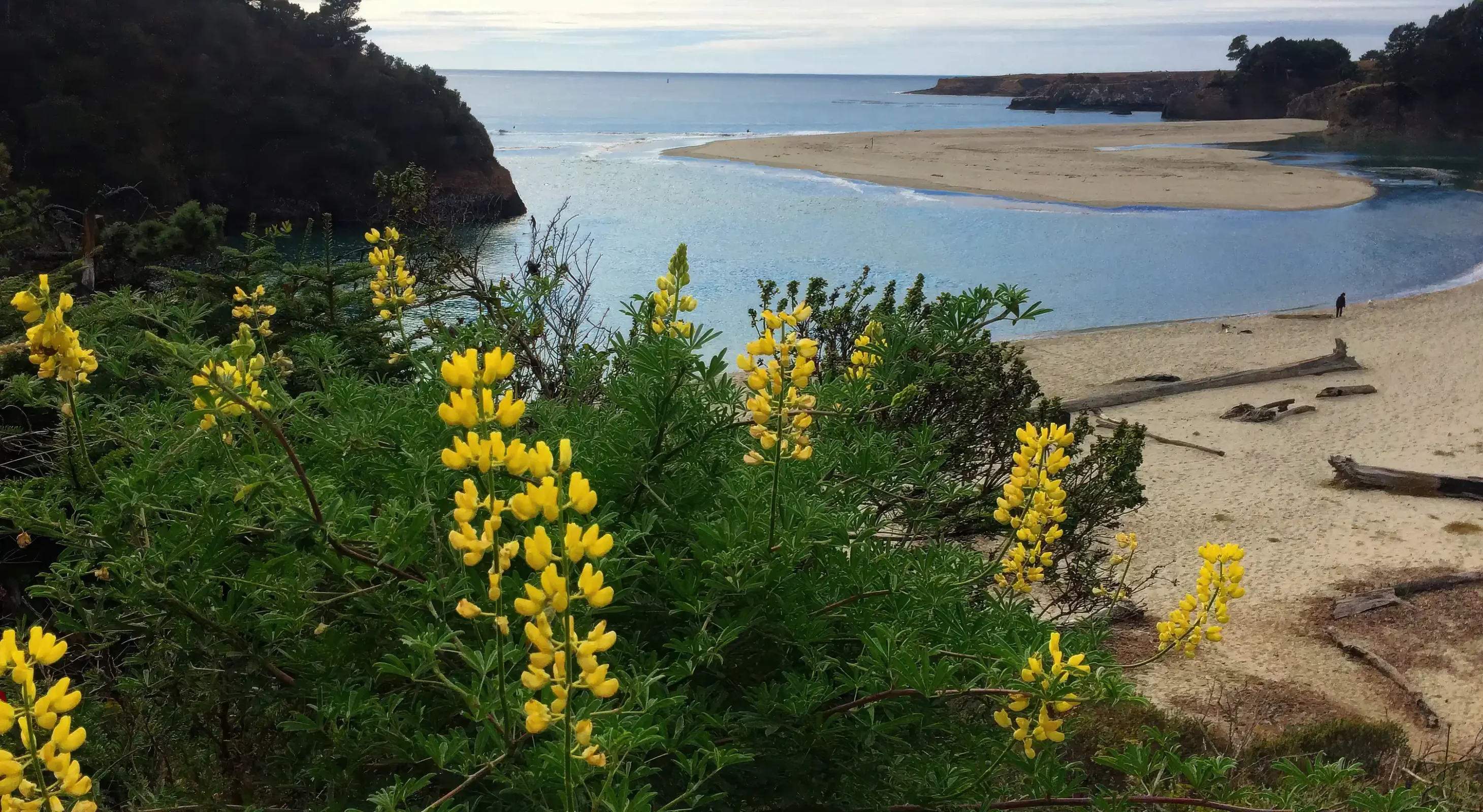 Mendocino estuary and wildflowers along the shoreline trail