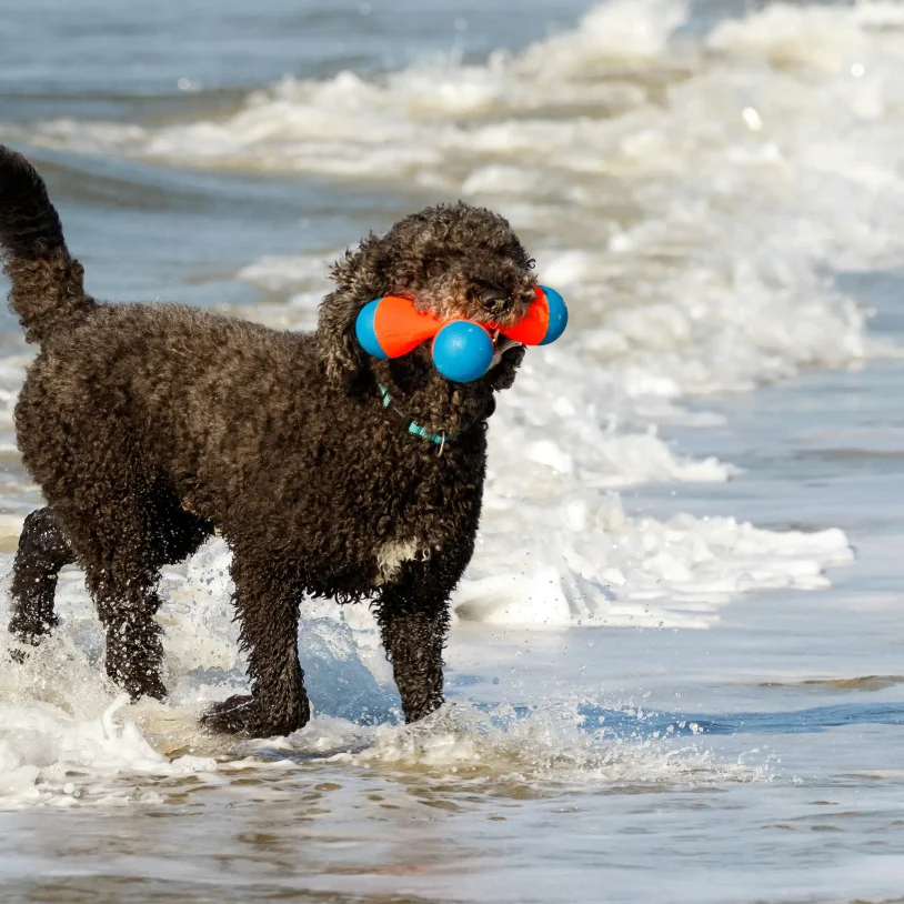 Dog playing fetch in ocean waves at Mendocino, California Resort