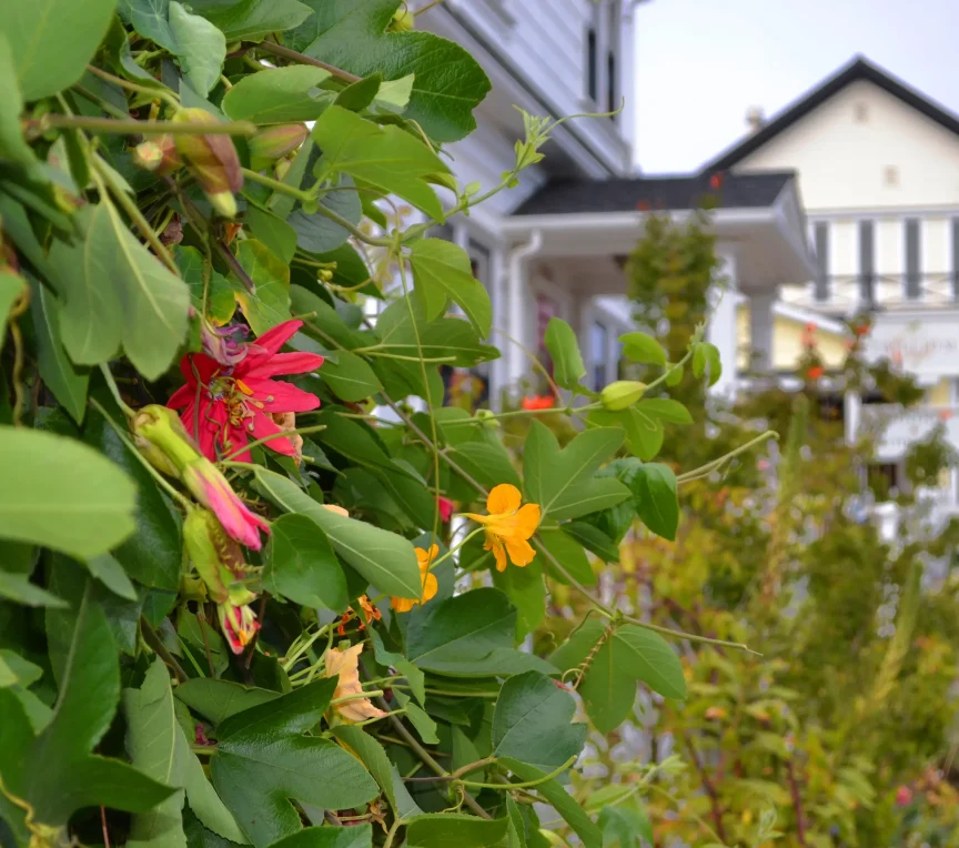 Closeup of foliage in the Village of Mendocino
