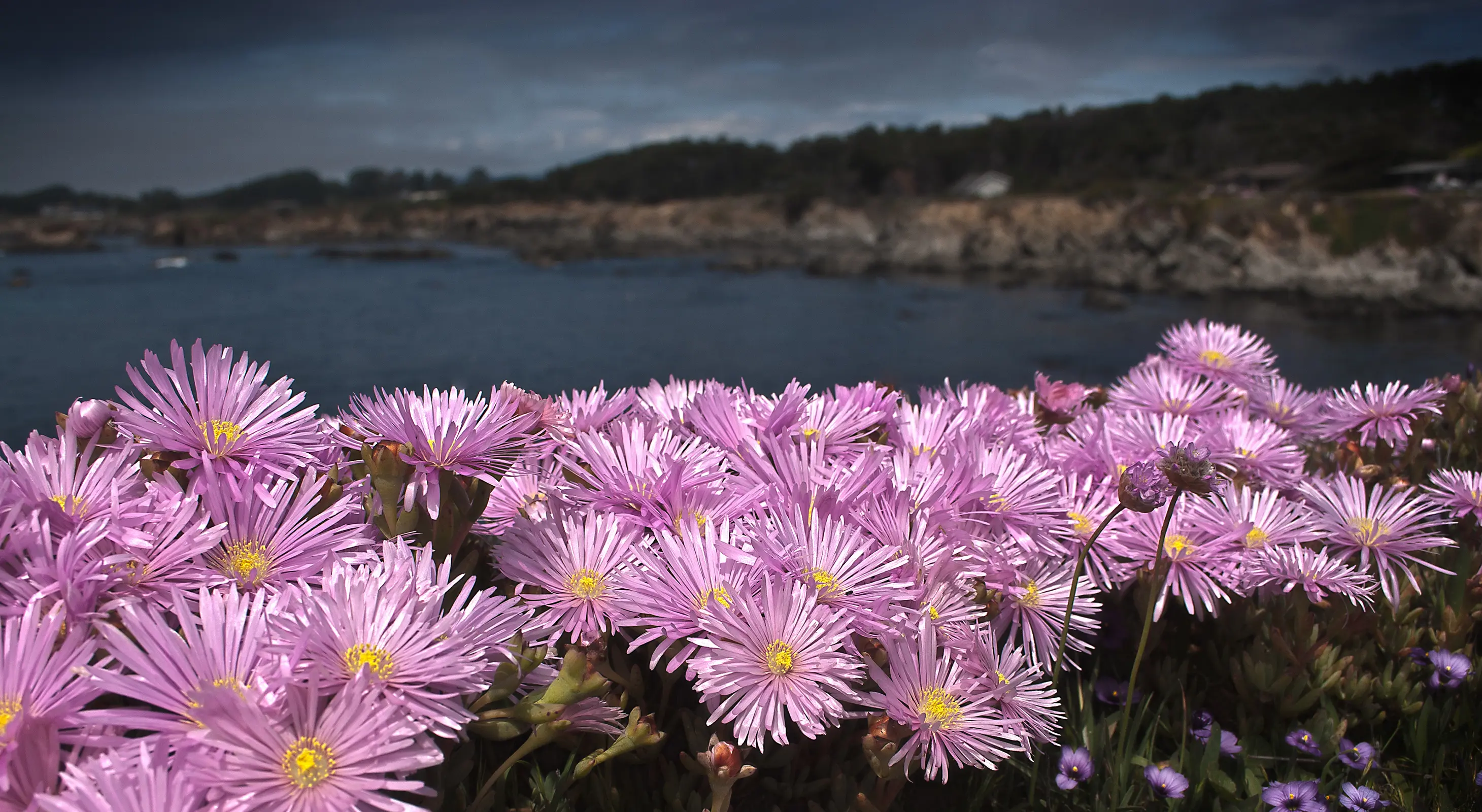 Colorful coastal blooms overlooking the Pacific Ocean near Mendocino Coast Botanical Gardens
