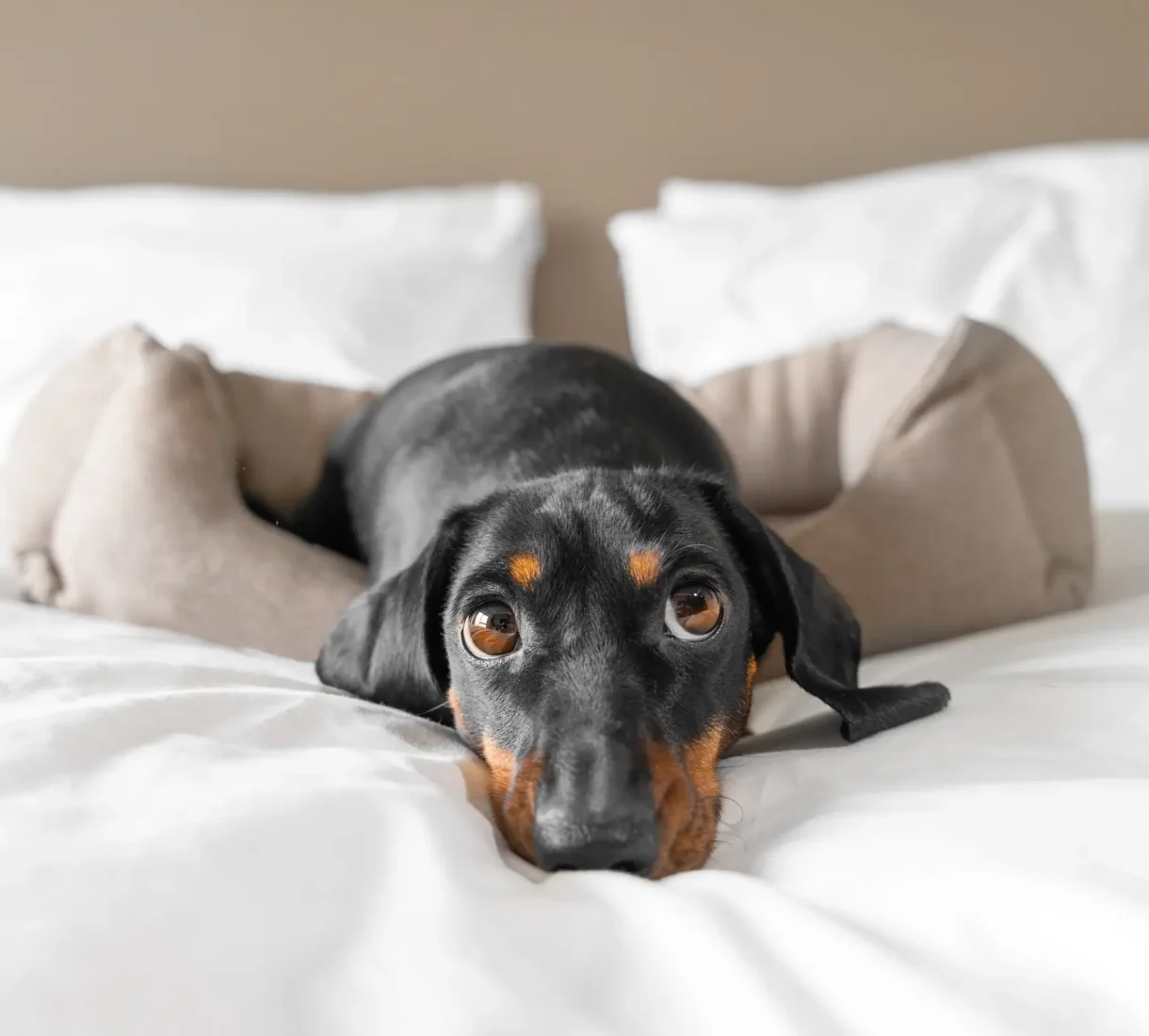 dog laying in bed at pet-friendly accommodations