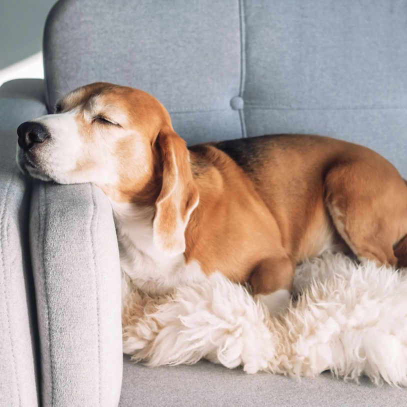 Dog-friendly lodging on the Mendocino Coast